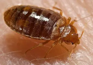 Bed -Bug -Treatment--in-San-Geronimo-California-Bed-Bug-Treatment-396291-image