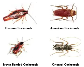 Cockroach -Extermination--in-Woodacre-California-Cockroach-Extermination-396404-image
