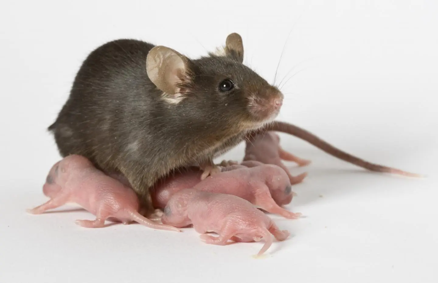 Mice -Extermination--in-Canyon-California-Mice-Extermination-396517-image