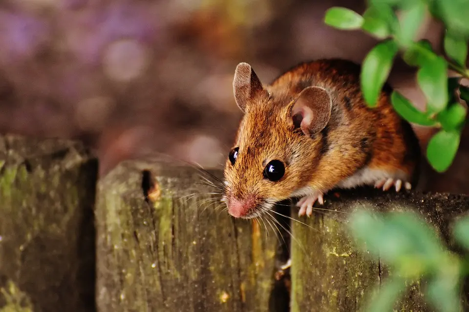 Mouse -Pest -Control--in-Forest-Knolls-California-Mouse-Pest-Control-396743-image