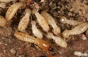Termite -Treatment--in-Sunnyvale-California-Termite-Treatment-397308-image
