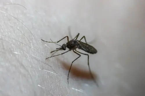 Mosquito -Control--in-Alameda-California-mosquito-control-alameda-california.jpg-image