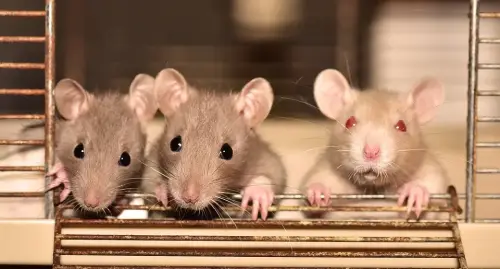 Rat-Control--in-Byron-California-rat-control-byron-california.jpg-image