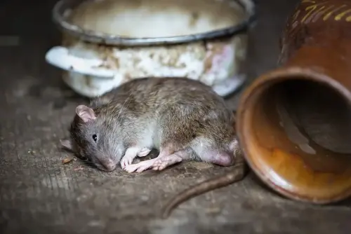 Rat-Extermination--in-Brisbane-California-rat-extermination-brisbane-california.jpg-image