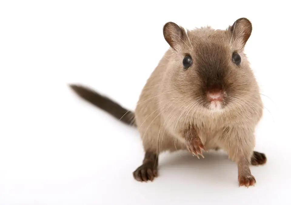 Rodent-Control--in-Concord-California-rodent-control-concord-california.jpg-image