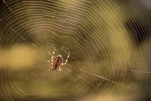 Spider -Removal--in-Alviso-California-spider-removal-alviso-california.jpg-image
