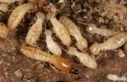 Termite-Treatment--in-Half-Moon-Bay-California-termite-treatment-half-moon-bay-california.jpg-image